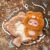 Cute Animal Plush Stuffed Toy #11998453629246 - Image 3