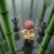 Yichen Zen Chinese Kung Shaolin Series #12151143006526 - Image 11