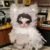Cute Animal Plush Stuffed Toy #12283139653950 - Image 2