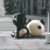 Hirono Doll Panda Figure #11580865708350 - Image 9