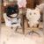 YUMO Cute Pet Family Series Mini #12167469203774 - Image 8
