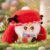 Soft Plush Doll Toy Stuffed Animal Gift (155) - Image 10