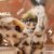 Cute Animal Plush Stuffed Toy #12370103271742 - Image 7